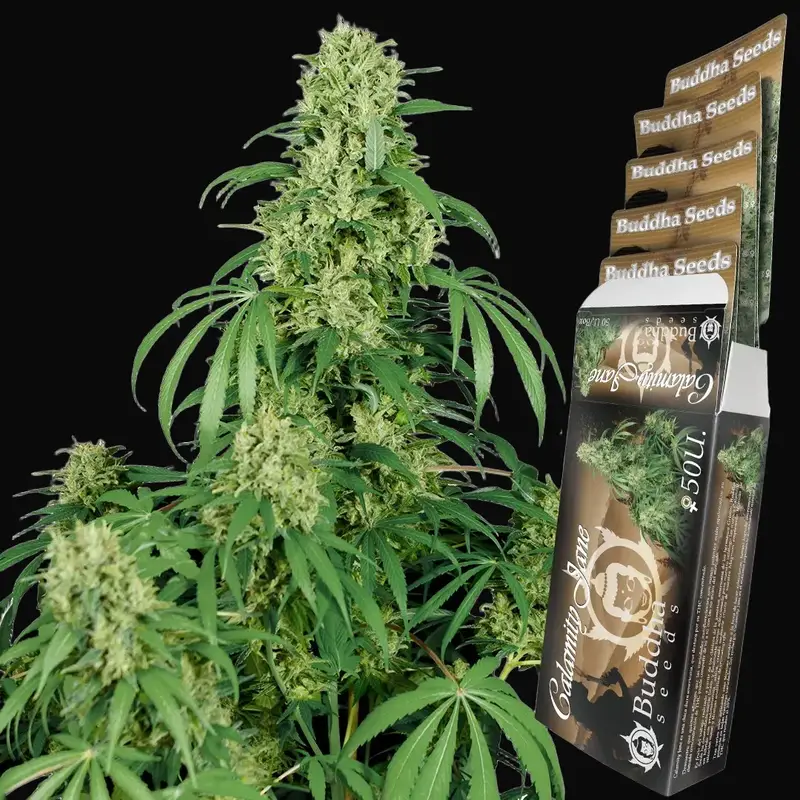 Calamity Jane Auto