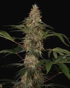 Cali Crasher