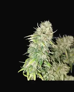 Cali Lemon Kush