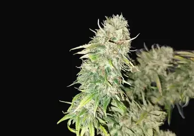Cali Lemon Kush
