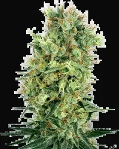 Cali Orange Bud