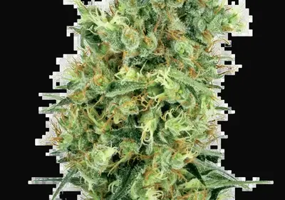 Cali Orange Bud