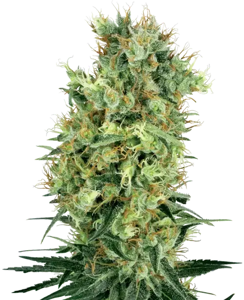 Cali Orange Bud