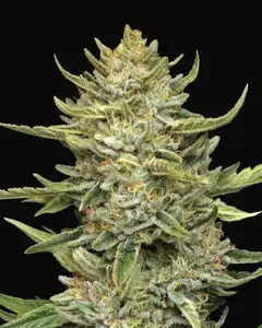 California Sour Diesel
