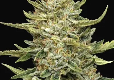 California Sour Diesel