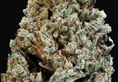California Dream