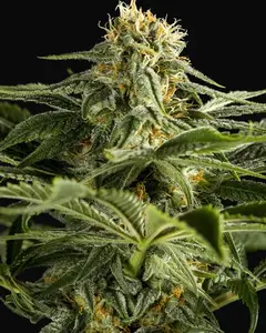 California Hash Plant