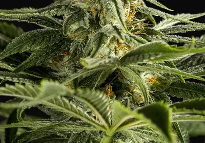 California Hash Plant