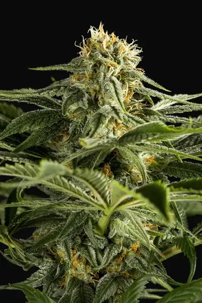 California Hash Plant