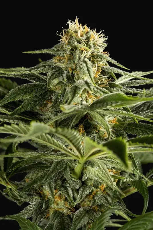 California Hash Plant