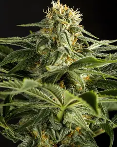 California Hash Plant