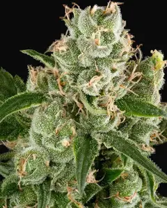 California Haze Feminized