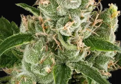 California Haze Feminized