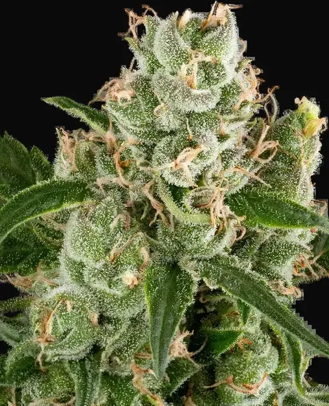 California Haze Feminized