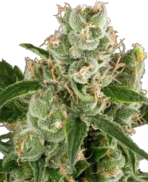 California Haze Feminized