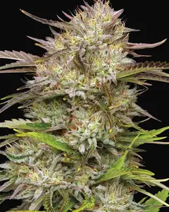 California Haze