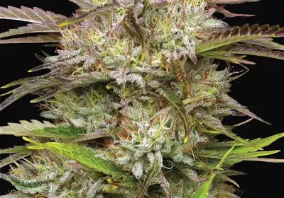 California Haze