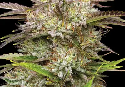 California Haze