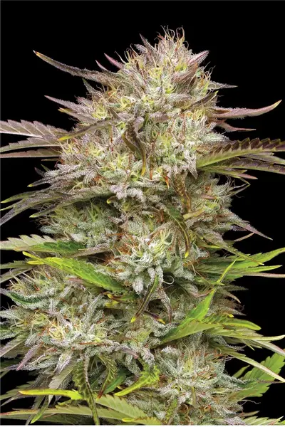 California Haze