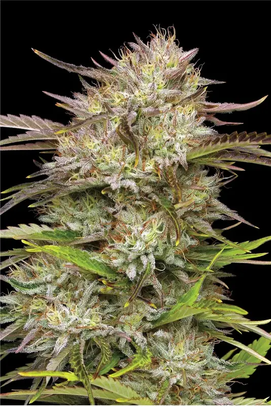 California Haze