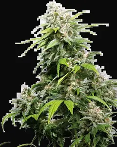 California Indica