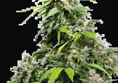 California Indica