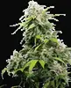 California Indica
