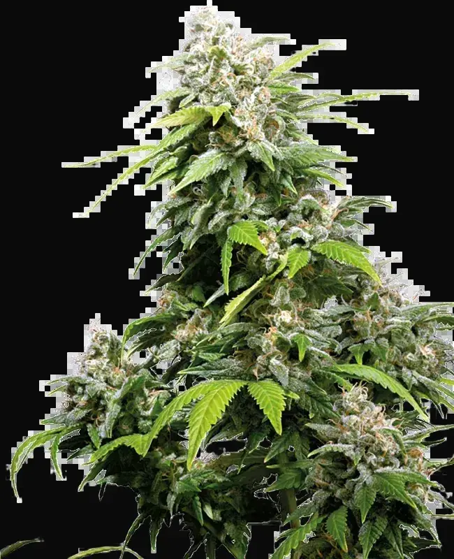 California Indica