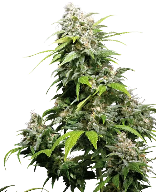 California Indica