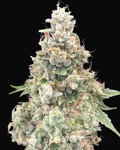 California Kush Fast