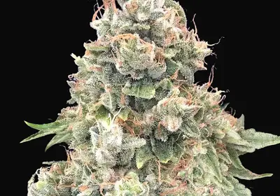 California Kush Fast