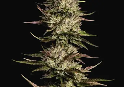 California Octane Triploid