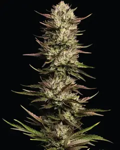 California Octane Triploid