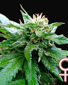 California Special