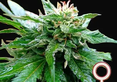 California Special