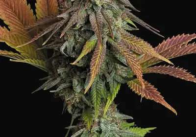 Californian Gold