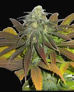 Californian Orange