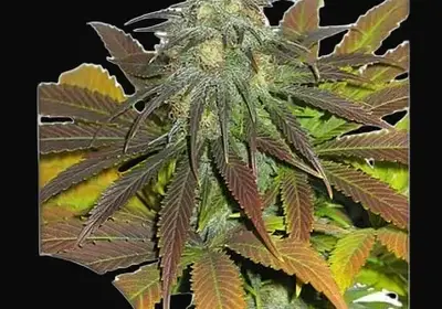 Californian Orange