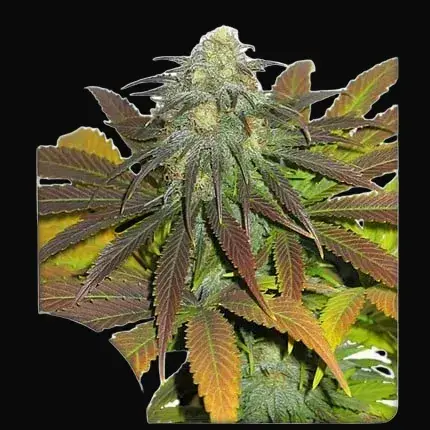 Californian Orange