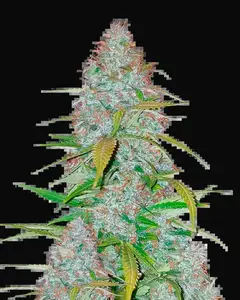 Californian Snow Auto