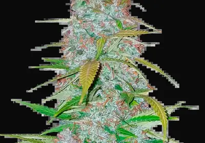 Californian Snow Auto