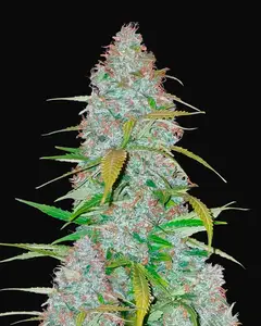 Californian Snow Auto