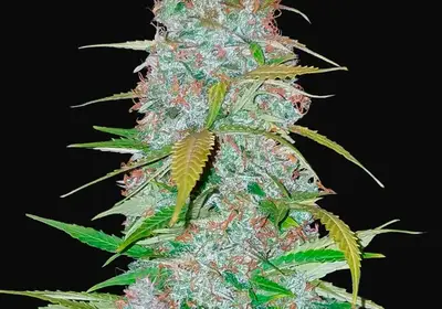 Californian Snow Auto