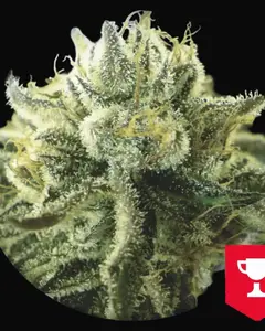Canadian Kush 2.0