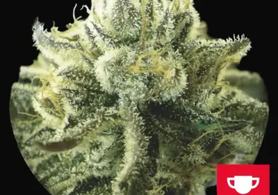 Canadian Kush 2.0