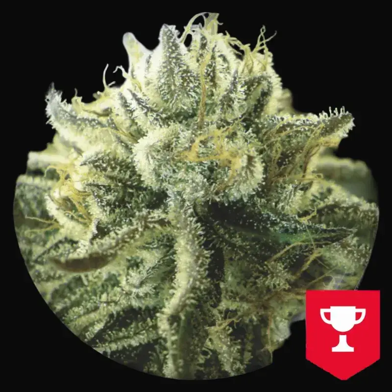 Canadian Kush 2.0