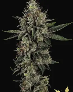 Candy Breath