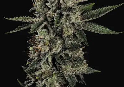 Candy Breath