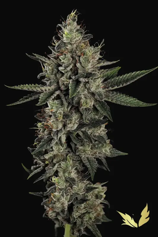Candy Breath
