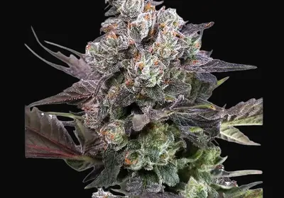 Candy Bubatz XL